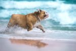 Is Your Dog Allowed on Chicago Beaches?