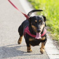 chicago leash laws