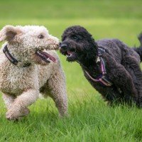 dog park safety tips