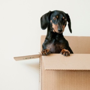 Moving With Your Pet