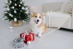 pet Christmas gifts